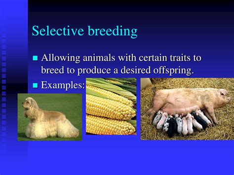 What Happens In The Selective Breeding Of Farm Animals